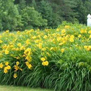5 Stella De Oro Daylily Bare Root Plants - Golden Yellow Perennial, Cold Hardy - Image 4