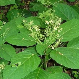 5 Stone Root Bare Roots - Collinsonia canadensis Organic Herb Plant - Image 10