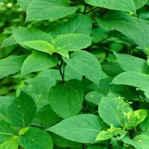 5 Stone Root Bare Roots - Collinsonia canadensis Organic Herb Plant - Image 3