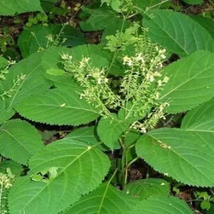 5 Stone Root Bare Roots - Collinsonia canadensis Organic Herb Plant - Image 7