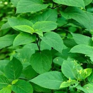 5 Stone Root Bare Roots - Collinsonia canadensis Organic Herb Plant - Image 9