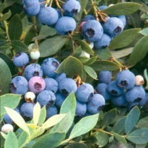 5 Sunshine Blue Blueberry Starter Plugs – Vaccinium corymbosum – Live Plants – Semi-Dwarf Shrub - Image 5