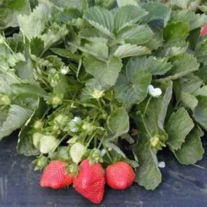 5 Sweet Charlie Strawberry Bare Roots - Fragaria - June-Bearing Fruit Plants - Image 2
