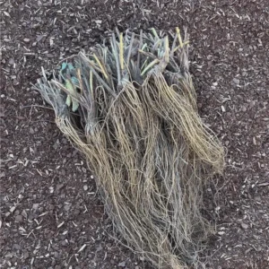 5 Sweet Charlie Strawberry Bare Roots - Fragaria - June-Bearing Fruit Plants - Image 3