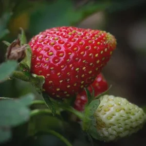 5 Sweet Charlie Strawberry Bare Roots - Fragaria - June-Bearing Fruit Plants - Image 4