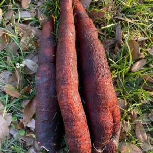 5 Sweet Red Cassava Cuttings - Organic Yuca Manioc Plant - Edible Tropical Root - Image 3