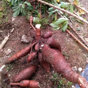 5 Sweet Red Cassava Cuttings - Organic Yuca Manioc Plant - Edible Tropical Root - Image 4