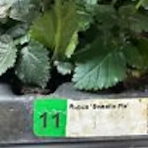 5 Sweetie Pie Blackberry Bare Root Plants - Rubus Fruit Perennial - Image 3
