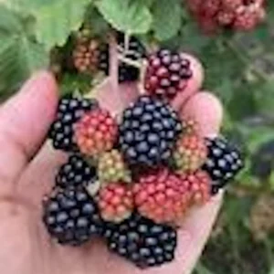 5 Sweetie Pie Blackberry Bare Root Plants - Rubus Fruit Perennial - Image 1