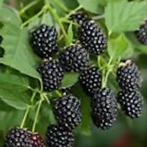 5 Sweetie Pie Blackberry Bare Root Plants - Rubus Fruit Perennial - Image 4