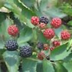 5 Sweetie Pie Blackberry Bare Root Plants - Rubus Fruit Perennial - Image 5