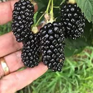 5 Thornless Blackberry Live Plants - High Yield Fruit Bush for Garden, Zones 5-9 - Image 1