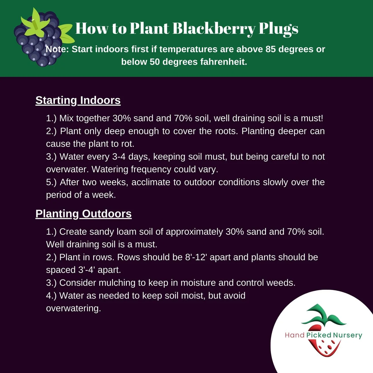 5 Thornless Blackberry Plants – Live Berry Plants – Primocane Fruiting Plugs – Large Sweet Berries - Image 3