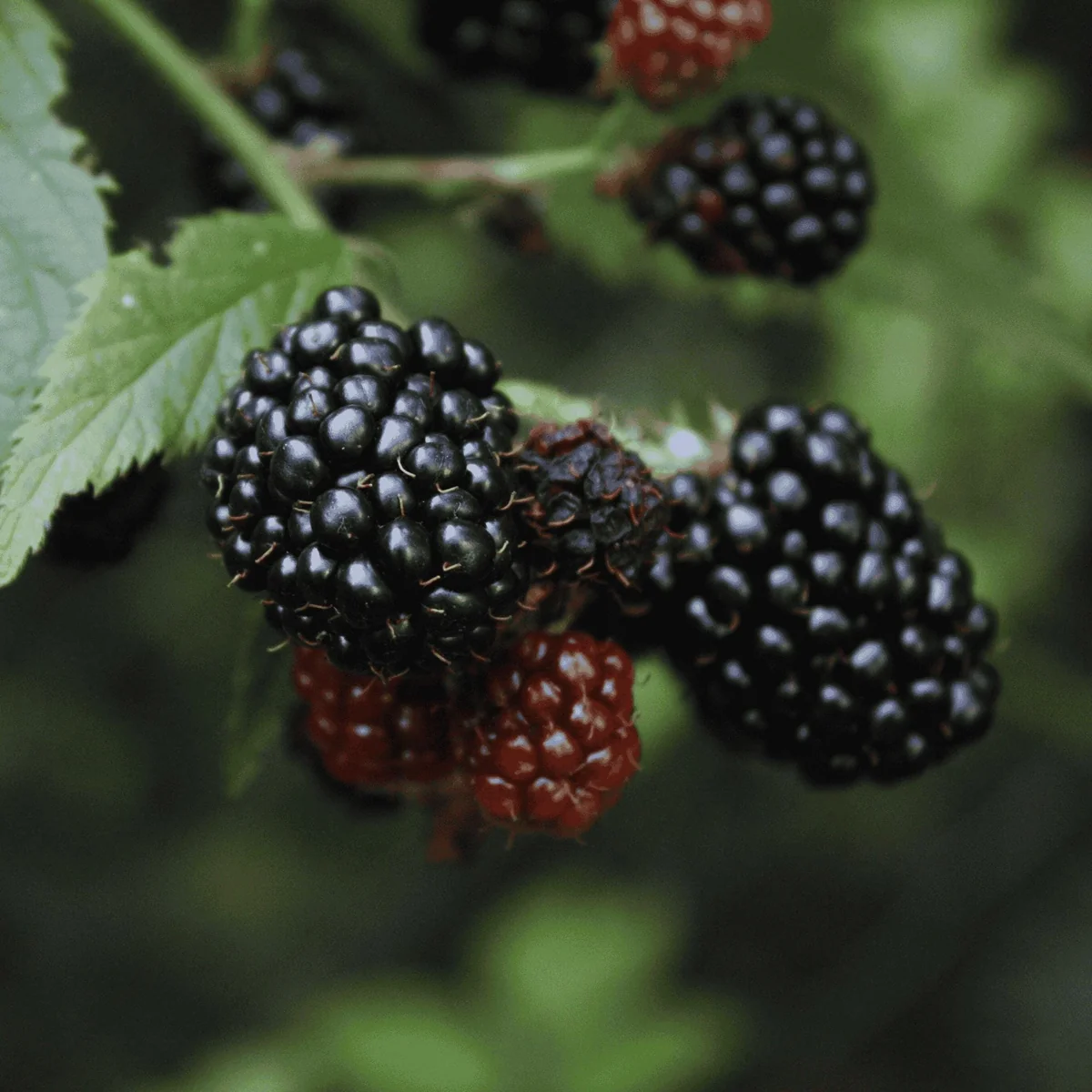 5 Thornless Blackberry Plants – Live Berry Plants – Primocane Fruiting Plugs – Large Sweet Berries - Image 5