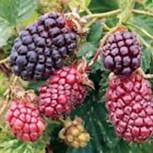 5 Thornless Boysenberry Plant Starters - Perennial Fruit Bush, Edible Berries - Image 1