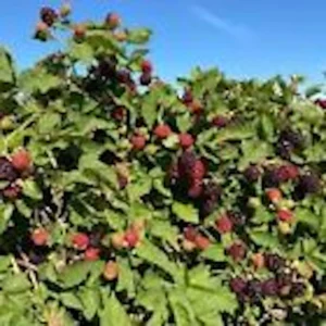 5 Thornless Boysenberry Plant Starters - Perennial Fruit Bush, Edible Berries - Image 5