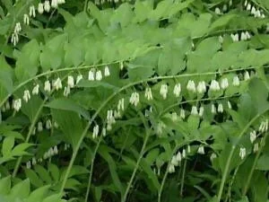 5 True Solomon's Seal Bare Root Plants - Wildflower Native Organic - Image 2