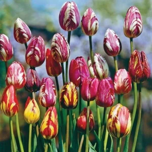 5 Tulip Flower Bulbs Mixed Colors Rembrandt Tulips - Easy Grow Perennial - Image 6
