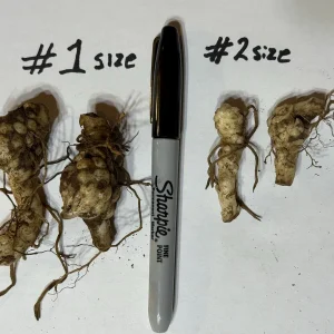 5 Turk's Cap Lily Bare Root Plants - Lilium superbum - Small #2 Size - Image 2