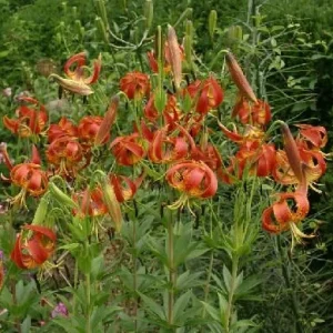 5 Turk's Cap Lily Bare Root Plants - Lilium superbum - Small #2 Size - Image 3