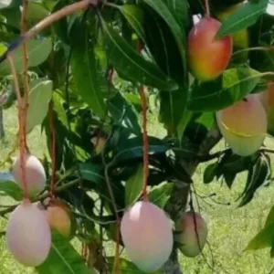 5 Valencia Mango Scions - Live Cuttings for Grafting Fruit Trees - Outdoor - Image 1