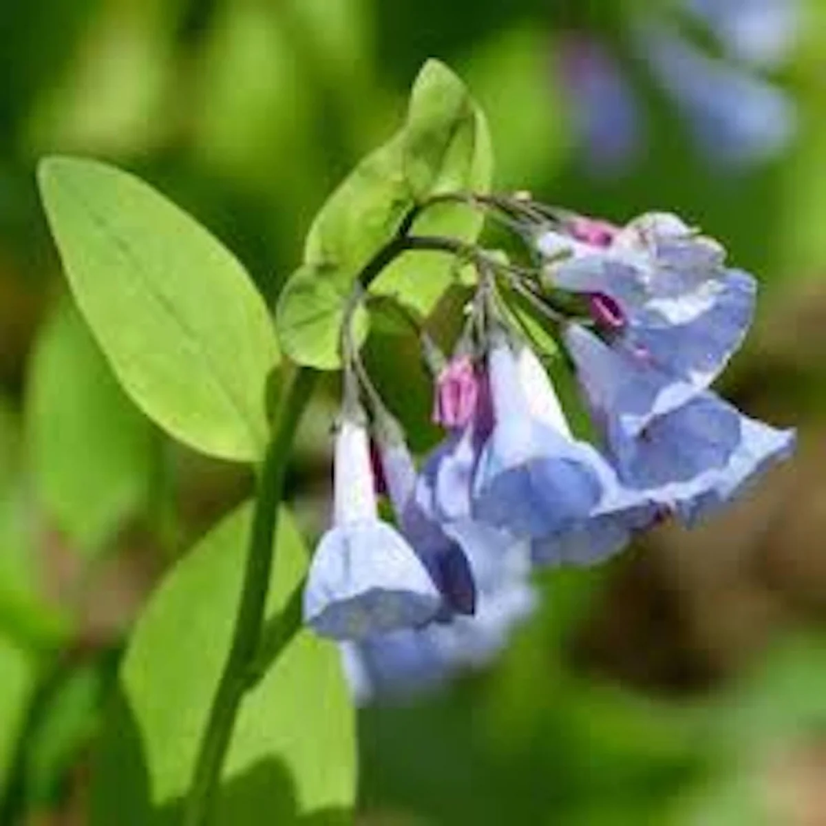 5 Virginia Bluebell Mertensia virginica Wildflower Bare Roots - Perennial - Image 2