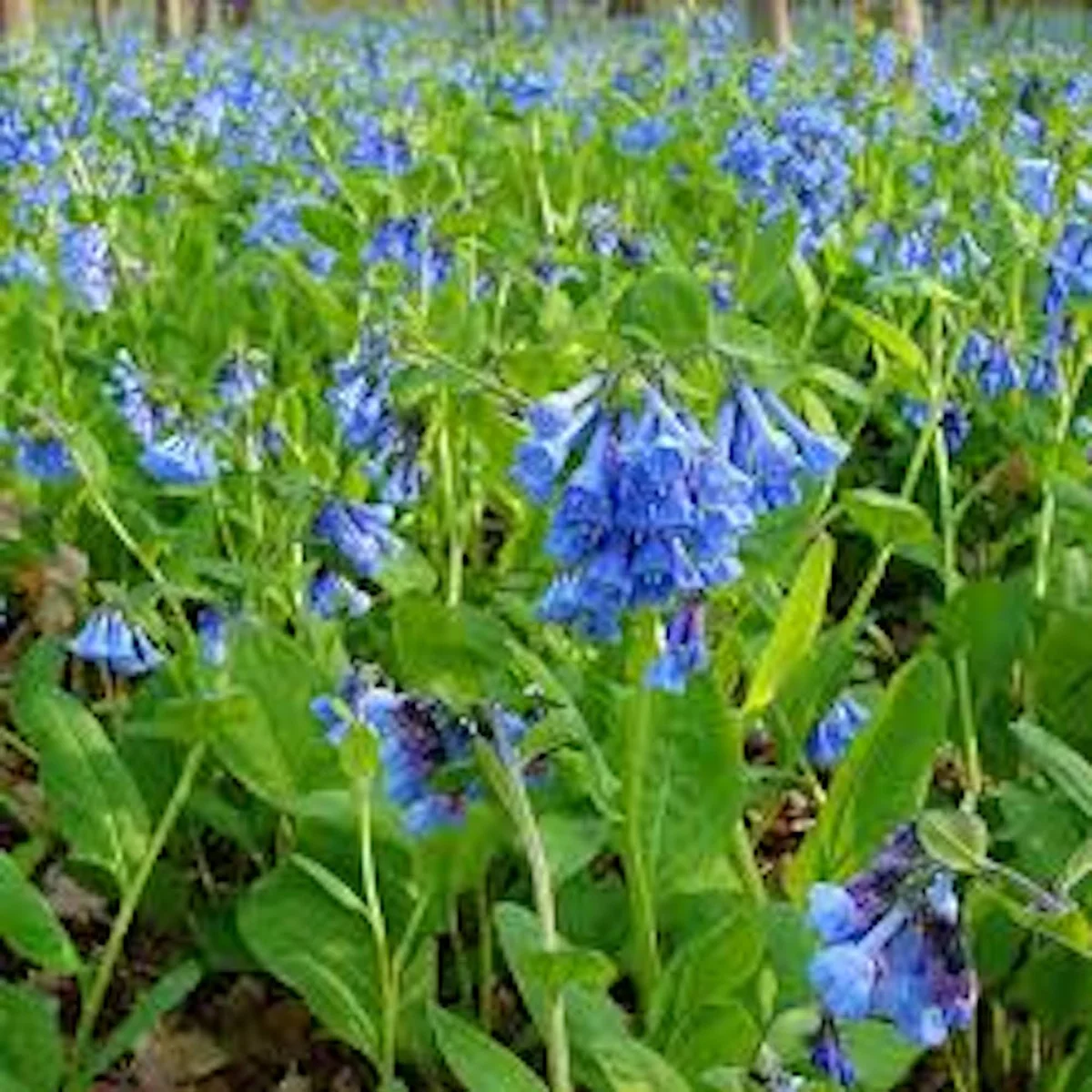 5 Virginia Bluebell Mertensia virginica Wildflower Bare Roots - Perennial - Image 3