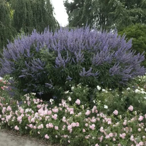 5 Vitex Chaste Tree Bareroot Plants - Purple Flowers - 10" Height - Zones 6-11 - Image 2