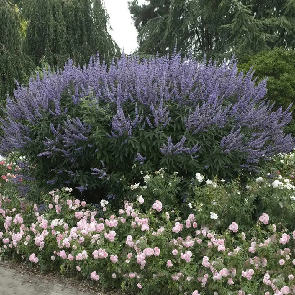 5 Vitex Chaste Tree Bareroot Plants - Purple Flowers - 10" Height - Zones 6-11 - Image 2