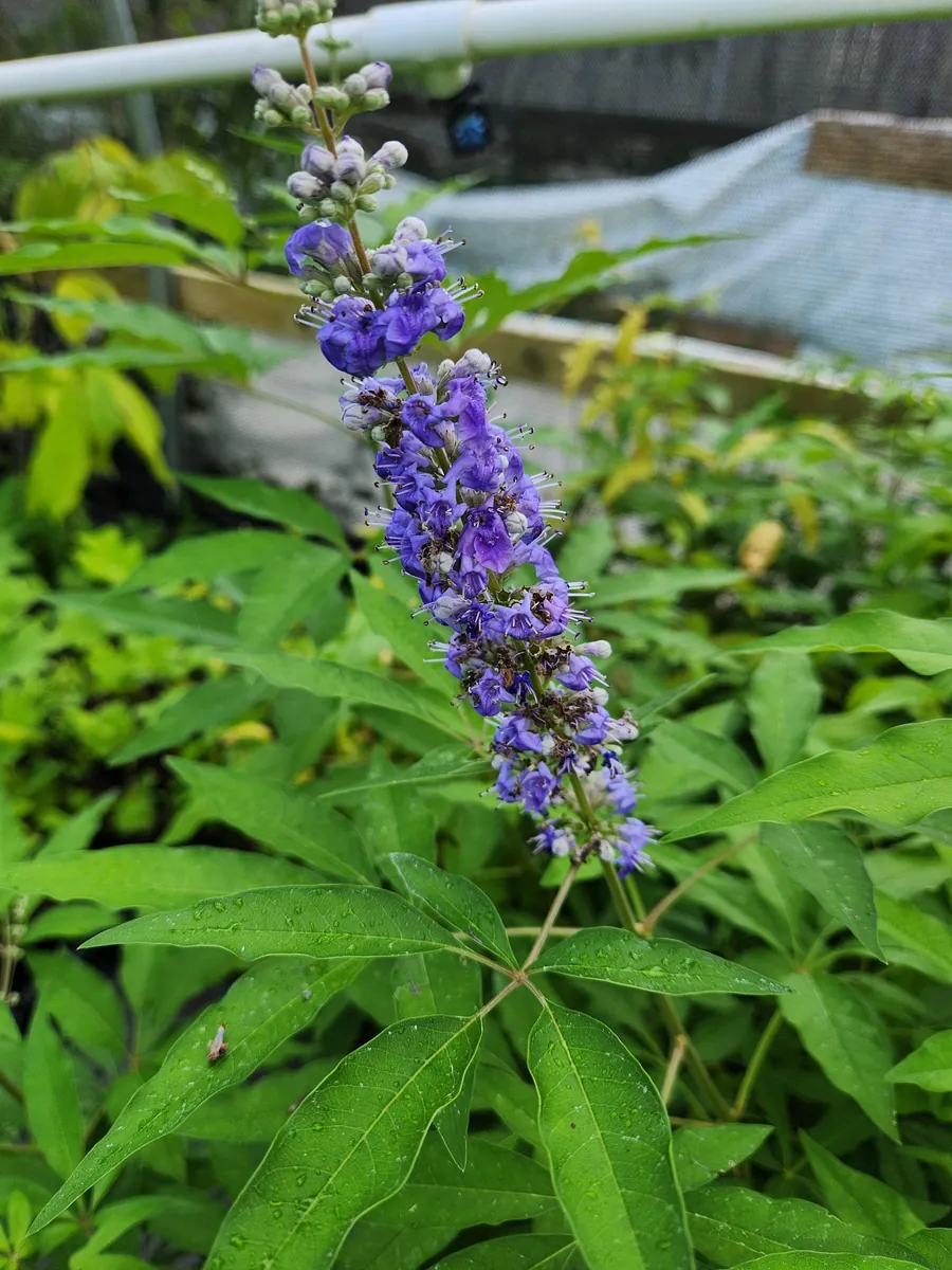 5 Vitex Chaste Tree Bareroot Plants - Purple Flowers - 10" Height - Zones 6-11 - Image 3