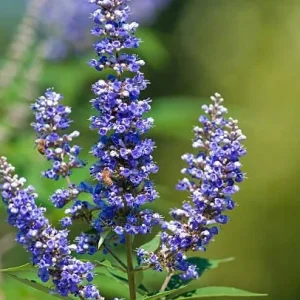 5 Vitex Chaste Tree Bareroot Plants - Purple Flowers - 10" Height - Zones 6-11 - Image 1