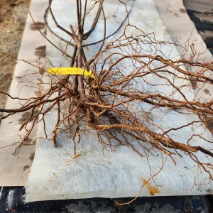 5 Vitex Chaste Tree Bareroot Plants - Purple Flowers - 10