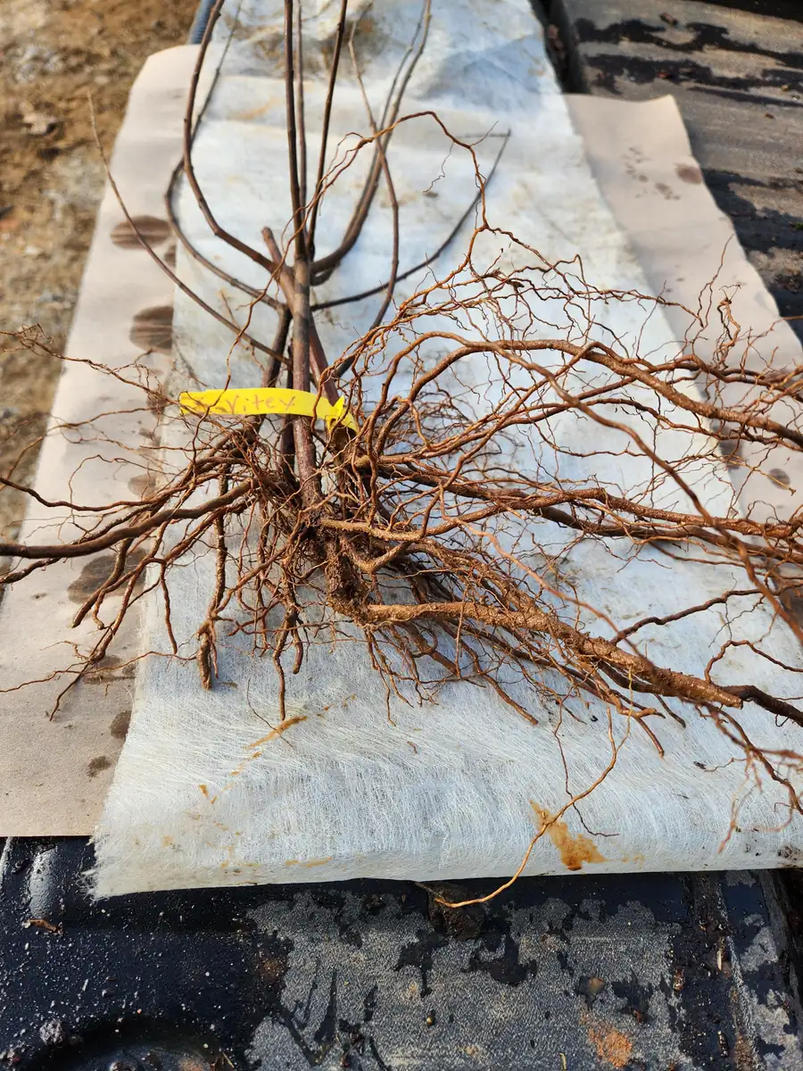 5 Vitex Chaste Tree Bareroot Plants - Purple Flowers - 10" Height - Zones 6-11 - Image 4