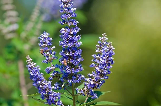 5 Vitex Chaste Tree Bareroot Plants - Purple Flowers - 10" Height - Zones 6-11 - Image 1