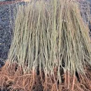 5 Weeping Willow Tree Live Plant - 12-24in Tall Bare Root Salix babylonica Outdoor Screening Tree - Image 2