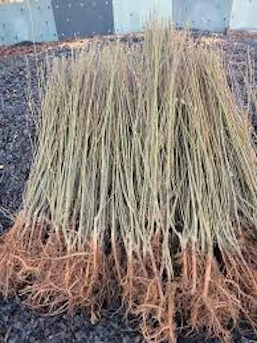 5 Weeping Willow Tree Live Plant - 12-24in Tall Bare Root Salix babylonica Outdoor Screening Tree - Image 2