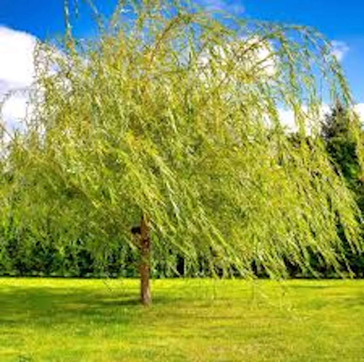 5 Weeping Willow Tree Live Plant - 12-24in Tall Bare Root Salix babylonica Outdoor Screening Tree - Image 1