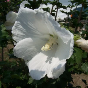 5 White Althea Trees (Hibiscus Syriacus) Bare Root - 8-12' Tall, Zones 5-8 - Image 2