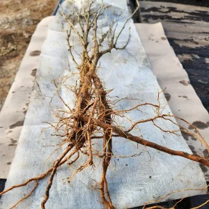 5 White Althea Trees (Hibiscus Syriacus) Bare Root - 8-12' Tall, Zones 5-8 - Image 3