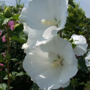 5 White Althea Trees (Hibiscus Syriacus) Bare Root - 8-12' Tall, Zones 5-8 - Image 1