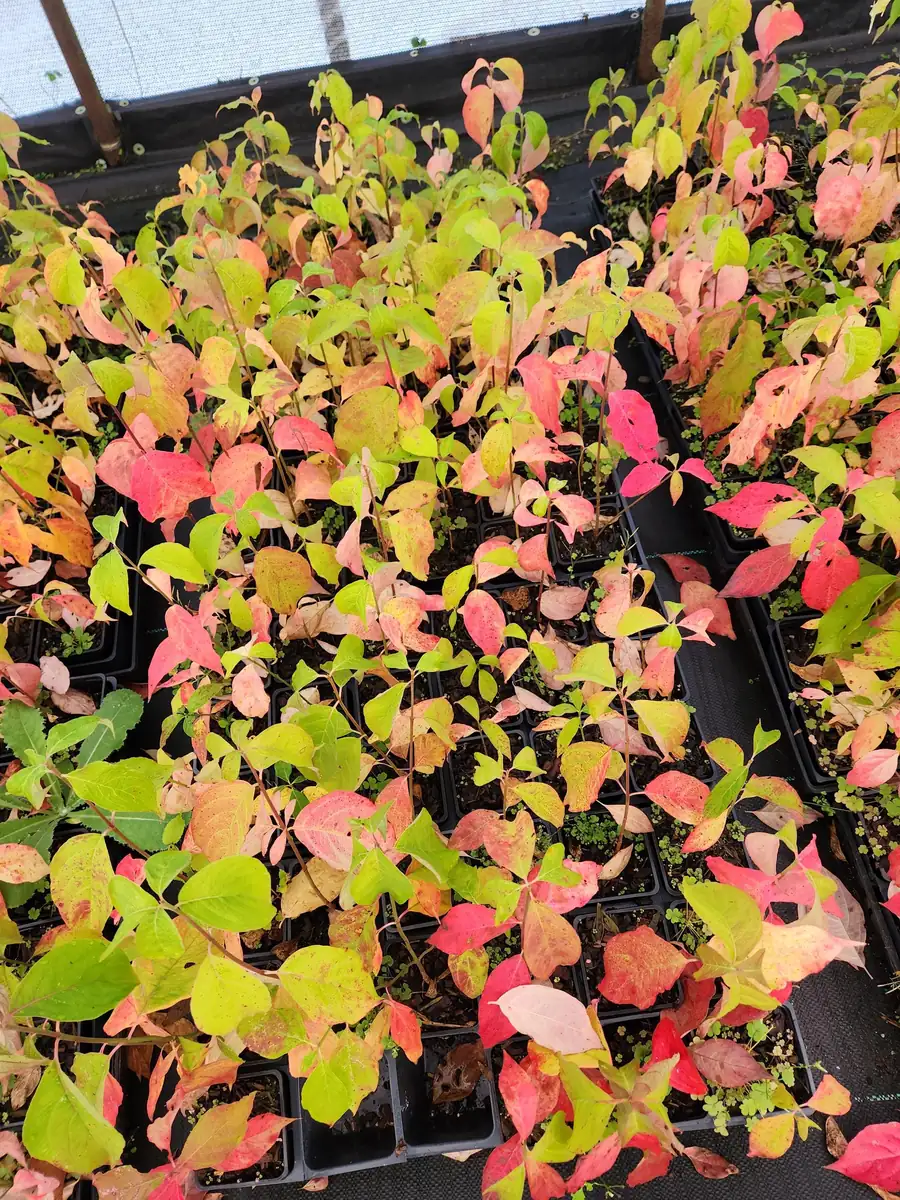 5 White Dogwood Trees Bare Root - Cornus Florida - 6-12" Tall - Outdoor Shade Tree - Image 2