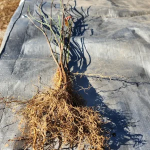 5 White Dogwood Trees Bare Root - Cornus Florida - 6-12