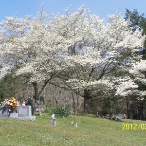 5 White Dogwood Trees Bare Root - Cornus Florida - 6-12" Tall - Outdoor Shade Tree - Image 1