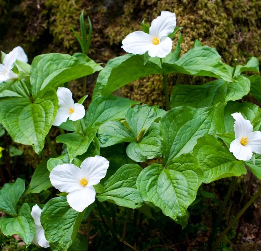 5 White Trillium Bulbs - Bareroot Perennial Plant for Shade Gardens - Image 2