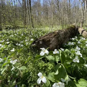 5 White Trillium Bulbs - Bareroot Perennial Plant for Shade Gardens - Image 3