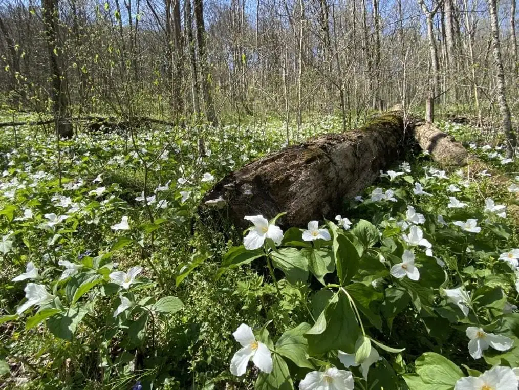 5 White Trillium Bulbs - Bareroot Perennial Plant for Shade Gardens - Image 3