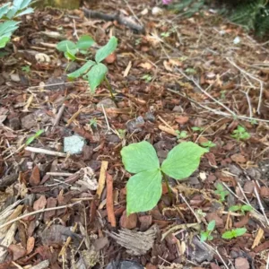 5 White Trillium Bulbs - Bareroot Perennial Plant for Shade Gardens - Image 5
