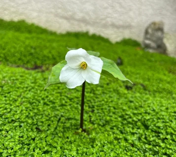 5 White Trillium Bulbs - Bareroot Perennial Plant for Shade Gardens - Image 6