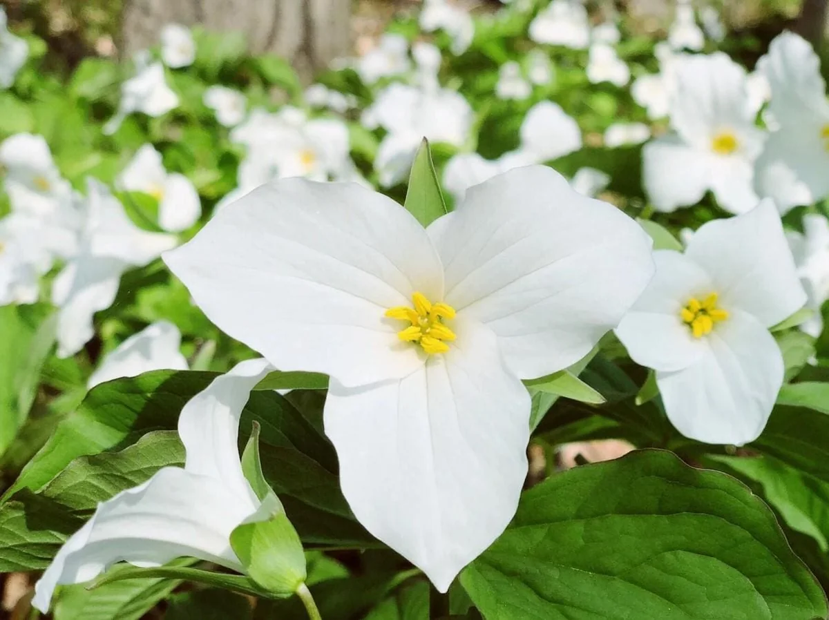 5 White Trillium Bulbs - Bareroot Perennial Plant for Shade Gardens - Image 1