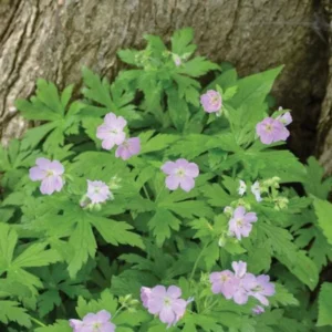 5 Wild Geranium Live Bareroots - Maculatum Hardy Perennial Lavender Flowers - Image 3